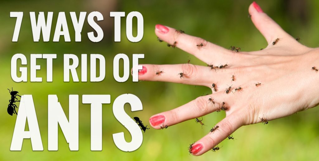 التخلص من النمل الاسود